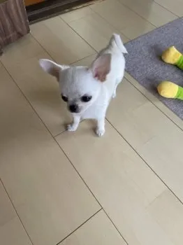 H.H 様のお迎えした子犬