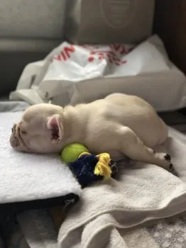 K.N 様のお迎えした子犬