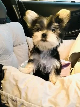 k.s 様のお迎えした子犬