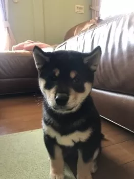 かずき 様のお迎えした子犬