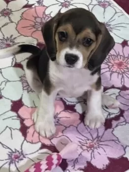 K.H 様のお迎えした子犬