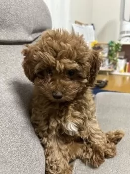 T.S 様のお迎えした子犬