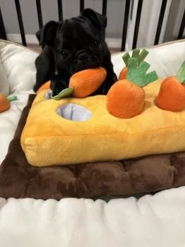 おまめ 様のお迎えした子犬