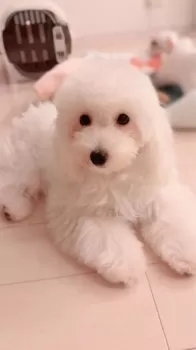 T.K 様のお迎えした子犬