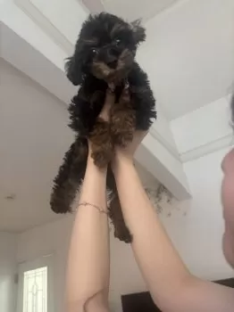 M.Y 様のお迎えした子犬