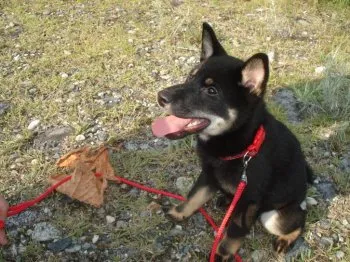 ワン吉 様のお迎えした子犬