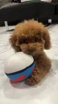 まとえ 様のお迎えした子犬