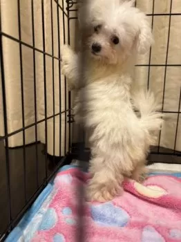 R.N 様のお迎えした子犬
