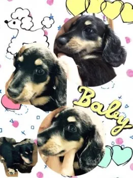 Merry 様のお迎えした子犬