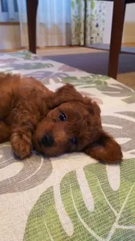 もふもふ 様のお迎えした子犬