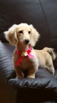 むさし 様のお迎えした子犬