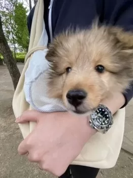 ゆゆぬ 様のお迎えした子犬