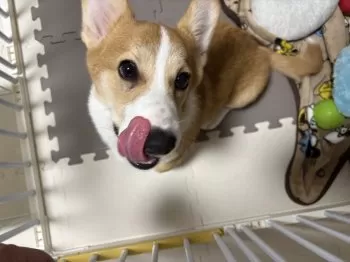Y.Ｉ 様のお迎えした子犬