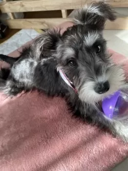 Ｉ.H 様のお迎えした子犬