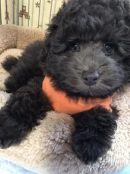 ココママ 様のお迎えした子犬