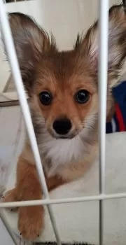 はるひ 様のお迎えした子犬