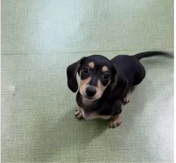 ヨナコロ 様のお迎えした子犬