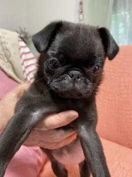 H.O(モモコ) 様のお迎えした子犬