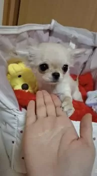 みるく 様のお迎えした子犬