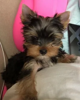 apeco 様のお迎えした子犬