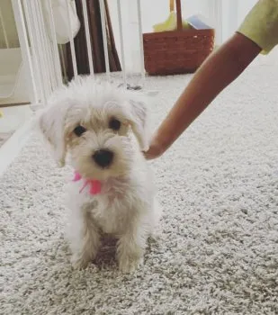 ララ☀︎ 様のお迎えした子犬