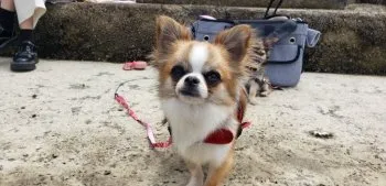 ピロ 様のお迎えした子犬