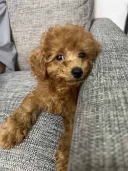 M.O 様のお迎えした子犬
