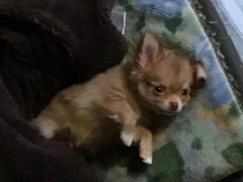 山崎 様のお迎えした子犬