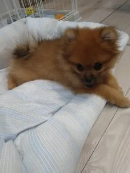 ゆなはは 様のお迎えした子犬