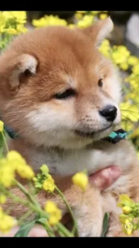 N.H 様のお迎えした子犬