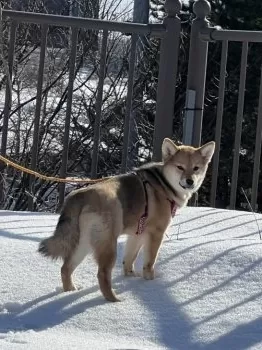 Tk 様のお迎えした子犬