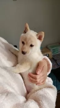 K.E 様のお迎えした子犬