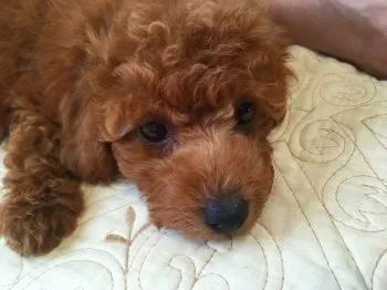 ぷりん 様のお迎えした子犬