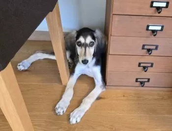 nobu 様のお迎えした子犬