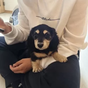 S.K 様のお迎えした子犬