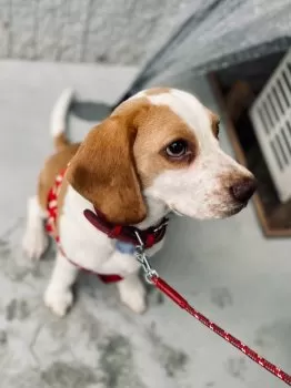 SK 様のお迎えした子犬