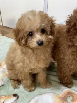 M.S 様のお迎えした子犬