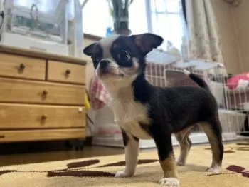 N.O 様のお迎えした子犬