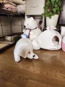みるあず 様のお迎えした子犬