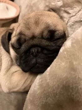 K.H 様のお迎えした子犬