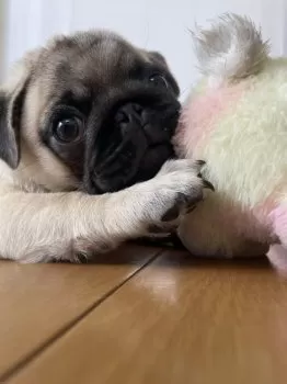 T.O 様のお迎えした子犬