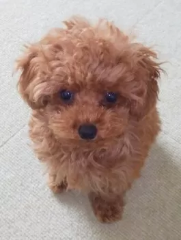 N.M 様のお迎えした子犬
