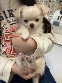 みあす 様のお迎えした子犬