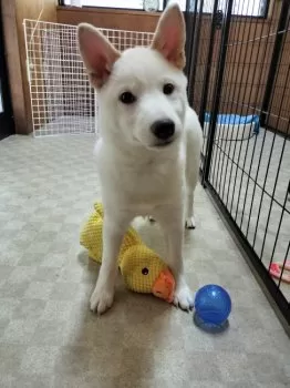 まあ 様のお迎えした子犬