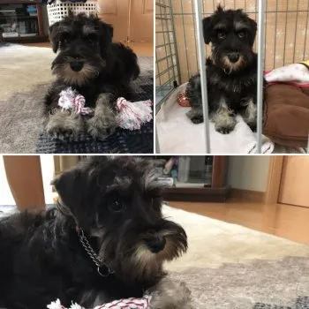 じゅんじゅん 様のお迎えした子犬
