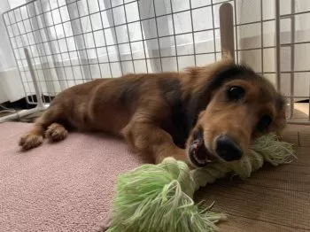 depuka55 様のお迎えした子犬
