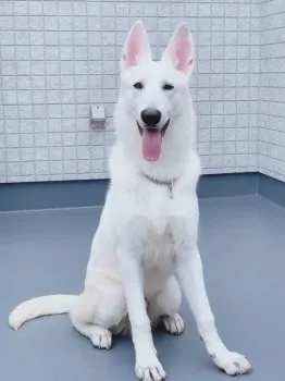 仲里 様のお迎えした子犬