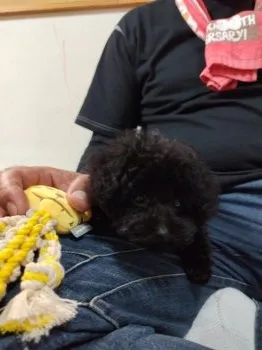 M.N 様のお迎えした子犬