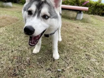 A 様のお迎えした子犬