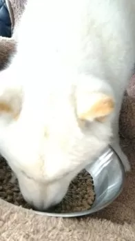 S 様のお迎えした子犬